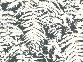 Papier peint de Little Greene avec des feuilles blanches sur un fond noir Fern - Off Black