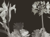 Paint & Paper Library Aloe Walk - Perse Grey